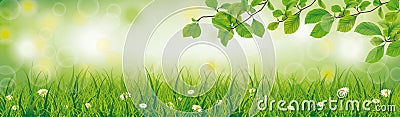 Spring Background Grass Beech Twigs Header Vector Illustration