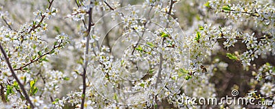 Spring background, horizontal banner - flowers of plum tree, interlacing of branches Stock Photo