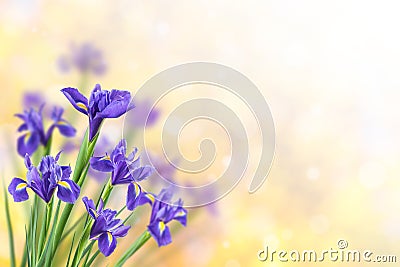 Spring Background with Iris Stock Photo