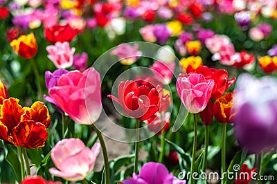 Field of many colored tulips on blurry background Stock Photo