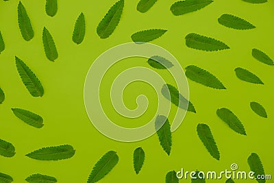 Spring background nature concept leaf plant, minimal Stock Photo