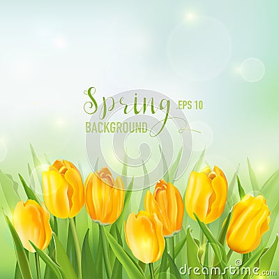 Spring Background with Yellow Tulips Vector Illustration