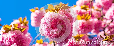 Spring banner, blossom background. Cherry blossom. Sacura cherry-tree. Blooming sakura blossoms flowers close up with Stock Photo