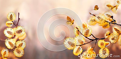Spring banner, branches of flowers against background of color living coral and butterflies on nature outdoors. Beautiful pussy Stock Photo