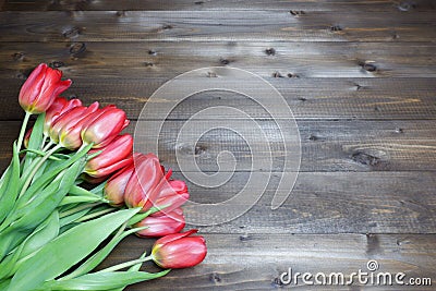 Spring banner template with several red tulips on brown wooden planks background. Womens day, spring, love, romantic, flowers, Stock Photo