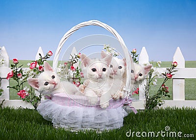 Spring basket with four white kittens in a flower garden Stock Photo