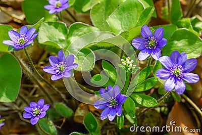 Spring beautiful blue flowers, enjoying a beautiful sunny day Stock Photo