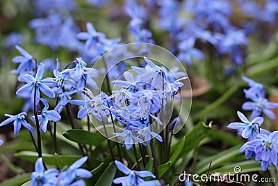 Spring beautiful the first flowers of blue Scilla with green leaves ascended after thawing snow close-up in natural conditions. Stock Photo