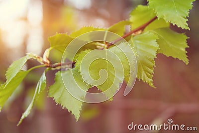 The first spring beautiful green leaves birch on a branch close-up, with beautiful blur and bokeh. Stock Photo