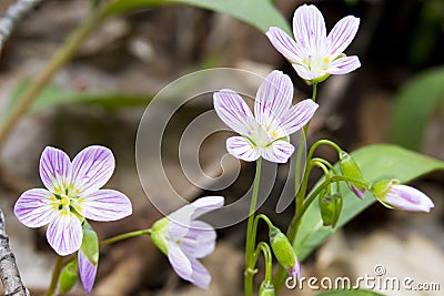 Spring Beauty Stock Photo