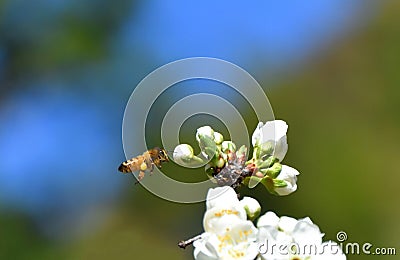 Spring Bees Pollinating Stock Photo