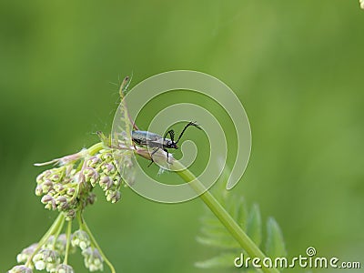 Spring beetle from genus Ctenicera on wild chervil (Anthriscus sylvestris) Stock Photo