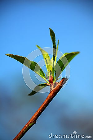 Spring begining Stock Photo