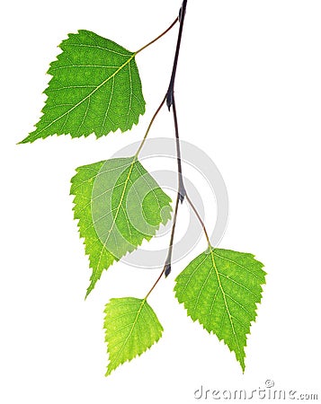 Spring birch branch with green leaves. Stock Photo