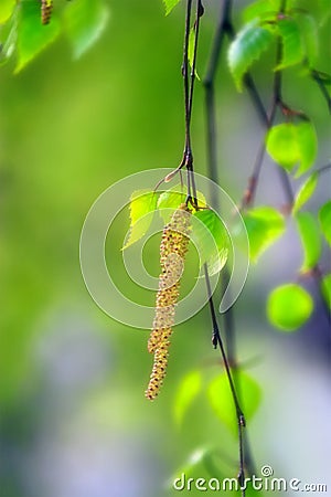 Spring: birch burgeon Stock Photo