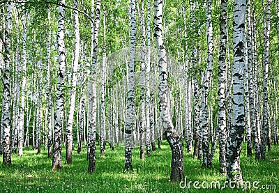 Spring birch forest with fresh greens Stock Photo