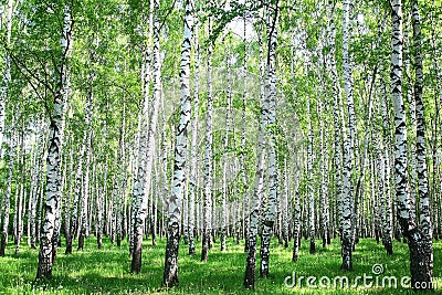 Spring birch forest Stock Photo