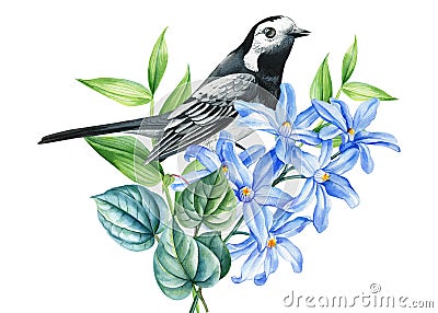 Spring bird and blue flowers isolated background. Watercolor hand drawing Botanical painting. Wagtail and hyacinth Cartoon Illustration