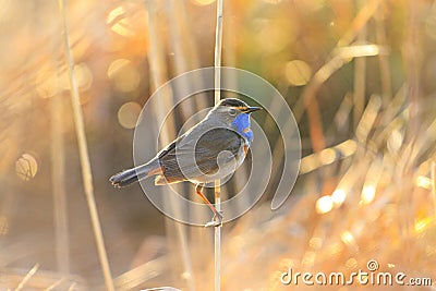 Spring bird in the morning rays of the sun Stock Photo