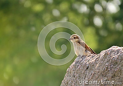 Spring Bird on the Rocks Stock Photo