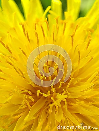 spring bloom in the dandelion garden Stock Photo