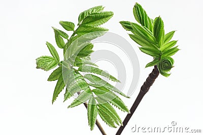 Spring bloom and green leafs on the twig rowan berry. Stock Photo