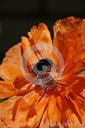 Spring bloom May. Charm and the magic of nature. Black bumblebee on scarlet poppy flower. Beautiful flower petals Stock Photo