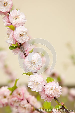 Spring bloom pale pink flowers shrub almonds Stock Photo