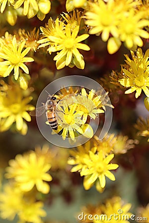 Spring Bloom Series - California Honey Bee on Bright Yellow Aeonium Flowers Stock Photo