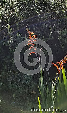 Spring Bloom Series - Fiery Orange Crocosmia Paniculata Stock Photo