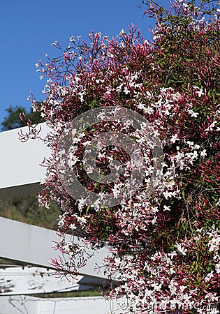 Spring Bloom Series - Jasmine Blooms - Jasminum Polyanthum Stock Photo