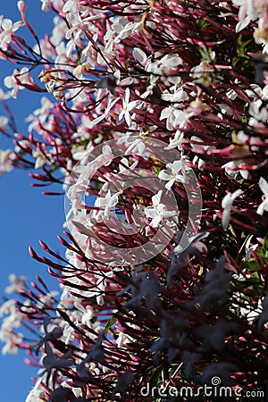 Spring Bloom Series - Jasmine Blooms - Jasminum Polyanthum Stock Photo