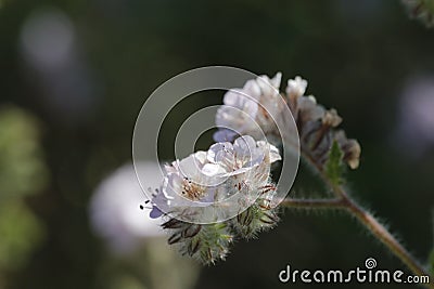 Spring Bloom Series - Lacy Scorpion Weed - Fiddleneck - Phacelia Tanacetifolia Stock Photo