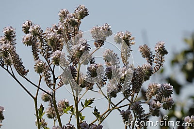 Spring Bloom Series - Lacy Scorpion Weed - Fiddleneck - Phacelia Tanacetifolia Stock Photo