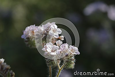 Spring Bloom Series - Lacy Scorpion Weed - Fiddleneck - Phacelia Tanacetifolia Stock Photo