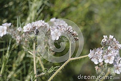 Spring Bloom Series - Lacy Scorpion Weed - Fiddleneck - Phacelia Tanacetifolia Stock Photo