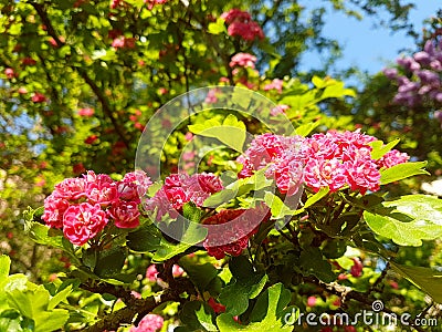 spring bloom on tree branches fresh green buds Stock Photo