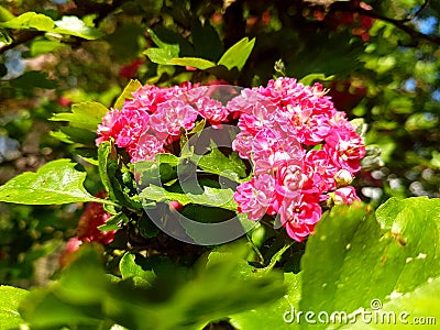 spring bloom on tree branches fresh green buds Stock Photo