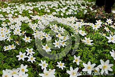 Spring bloom of the wood anemones closeup photo Stock Photo