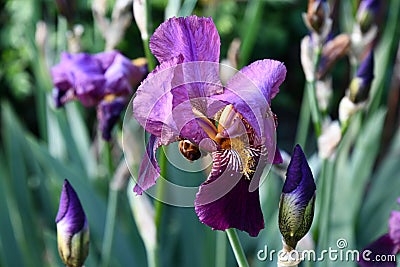 Purple blue iris flowers with curly luxuriant petals closeup on blurred background. Garden irises among fresh green leaves Stock Photo