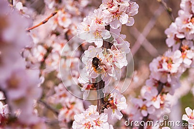 Spring blooming garden. Bee Anthophila on cherry flowers Prunus tomentosa close-up. Stock Photo