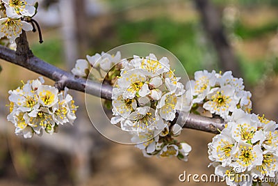 Spring blooming garden. Flowering branch of the plum tree Prunus domestica close-up against a background of green grass. Stock Photo