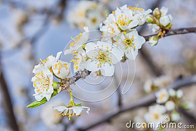 Spring blooming garden. Flowering branch of the plum tree Prunus domestica close-up. Soft bokeh. Stock Photo
