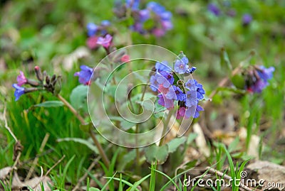 Delicate spring flowers of lungwort. Wild spring forest flowers Stock Photo