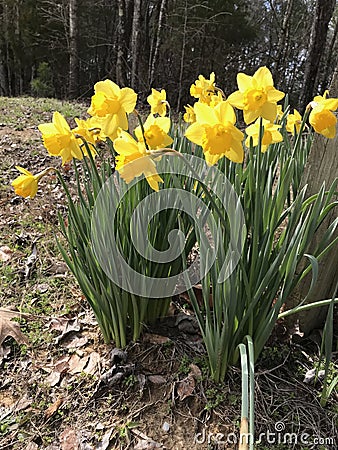 Spring Blooming Naturalized Bright Yellow Daffodils Landscape Stock Photo