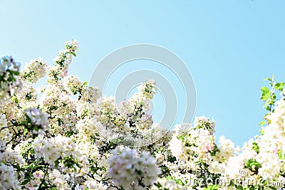 Spring blooming nature. warm summer day. beauty of season. apple tree blossom. blossoming pink apricot. spa treatment Stock Photo