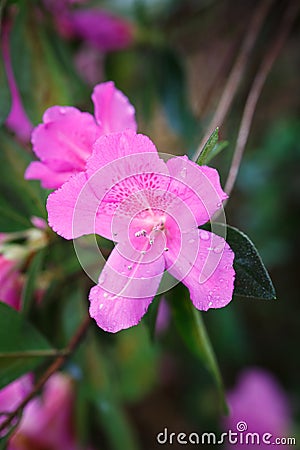 Spring-Blooming Pink Azalea Flower Stock Photo