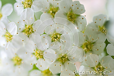 Spring blooming shrub with many white flowers - Spirea Spiraea cantoniensis Stock Photo