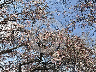 Spring blooming tree apple blue sky good mood sunny Stock Photo