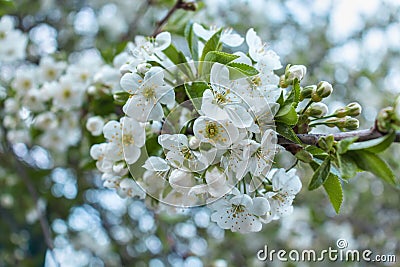 Spring blooming tree branch. Cherry blossom Stock Photo